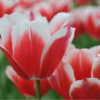 Attention! Tulipa season begins! zdjęcie