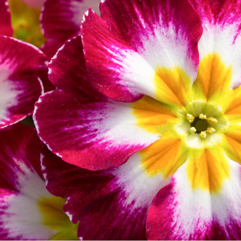 Attention! Primula acaulis season begins! zdjęcie