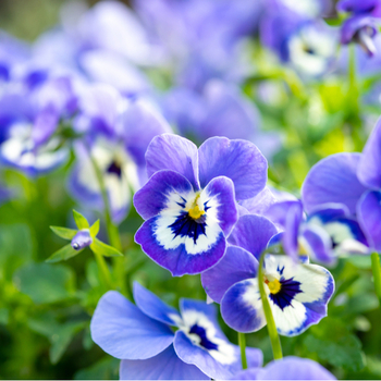Attention! Viola pot plant season begins! zdjęcie