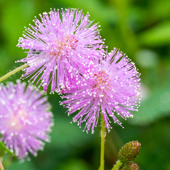 Attention! The season of mimosa pudica is over! zdjęcie