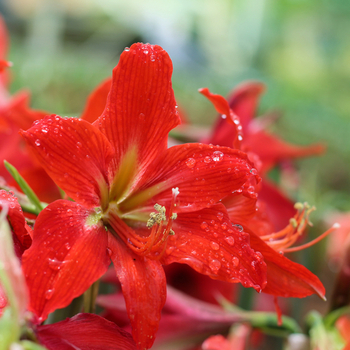 Attention! The season of hippeastrum is over! zdjęcie