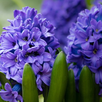 Attention! The season of hyacinthus pot plant is over! zdjęcie