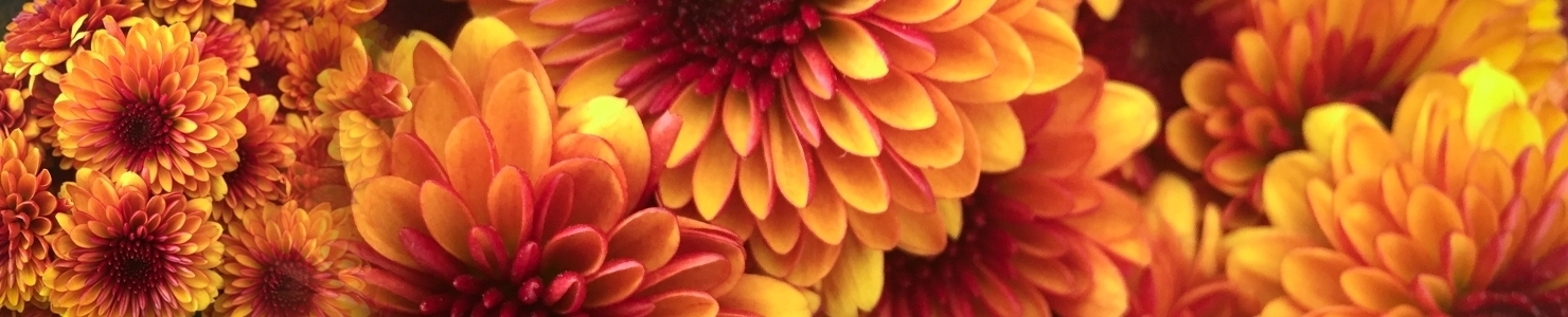 Chrysanthemum Gr zdjęcie