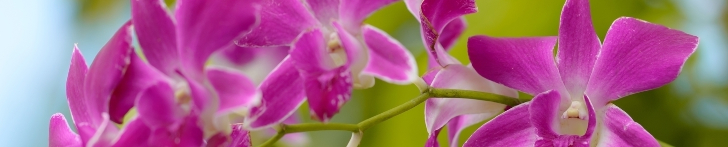 Dendrobium zdjęcie