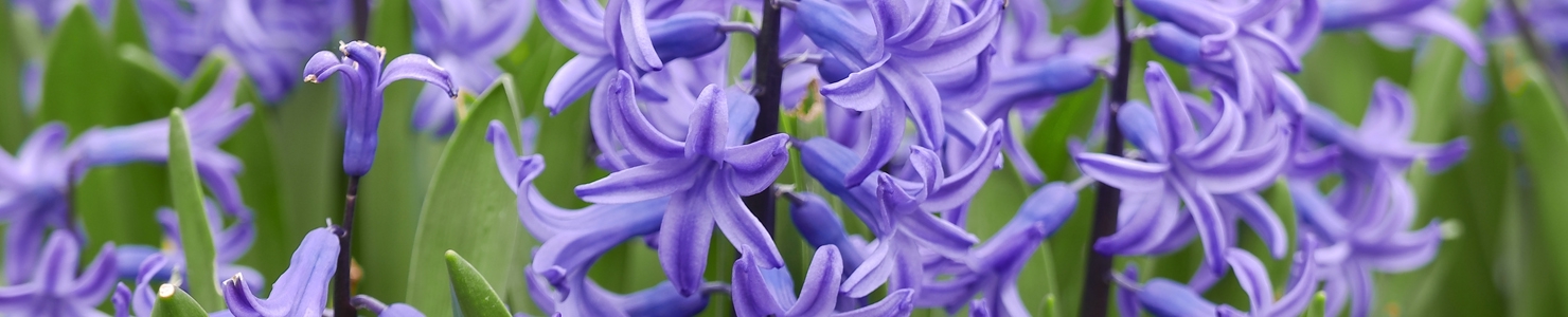 Hyacinthus zdjęcie