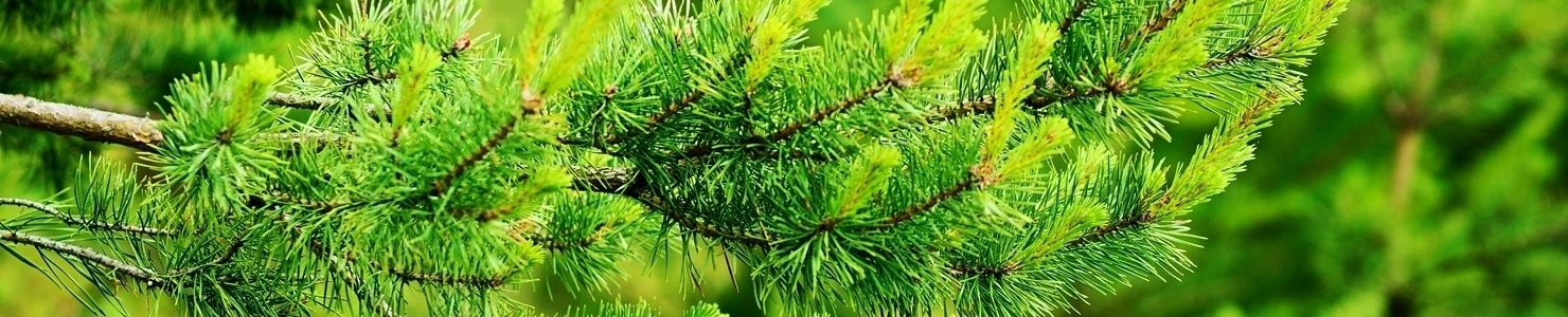 Pinus zdjęcie