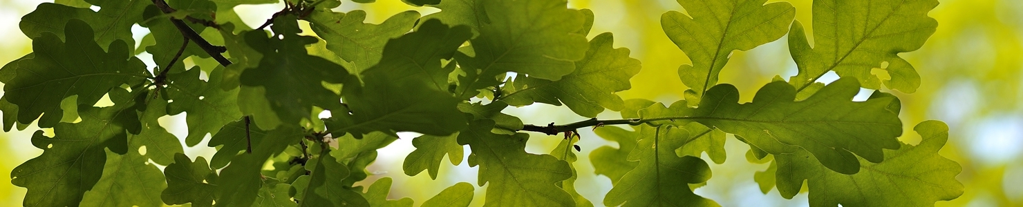 Quercus zdjęcie