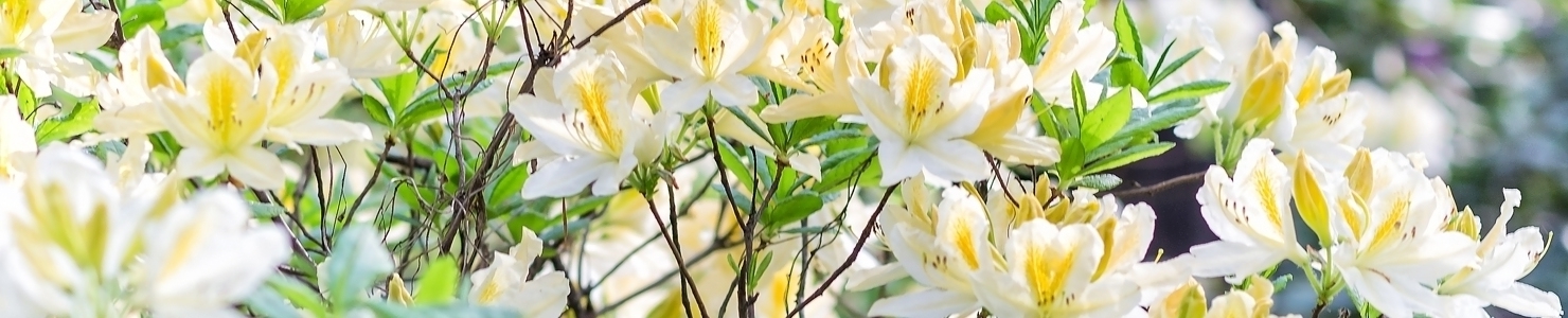 Rhododendron zdjęcie