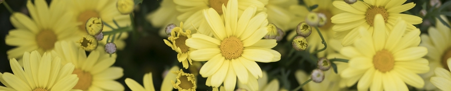 Argyranthemum zdjęcie