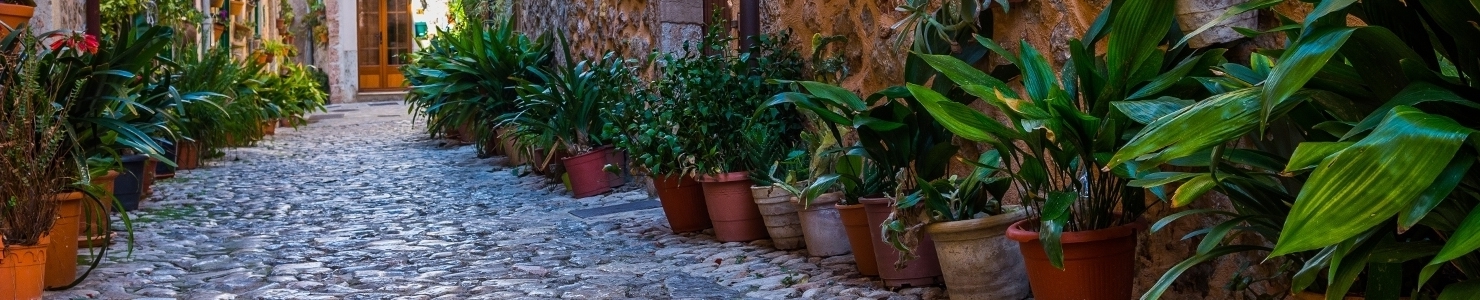 Other street plants zdjęcie