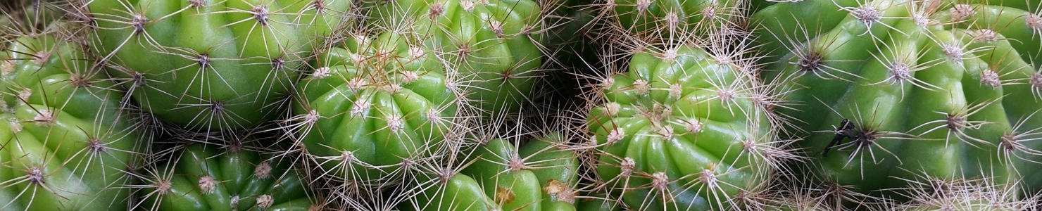 Cactus zdjęcie