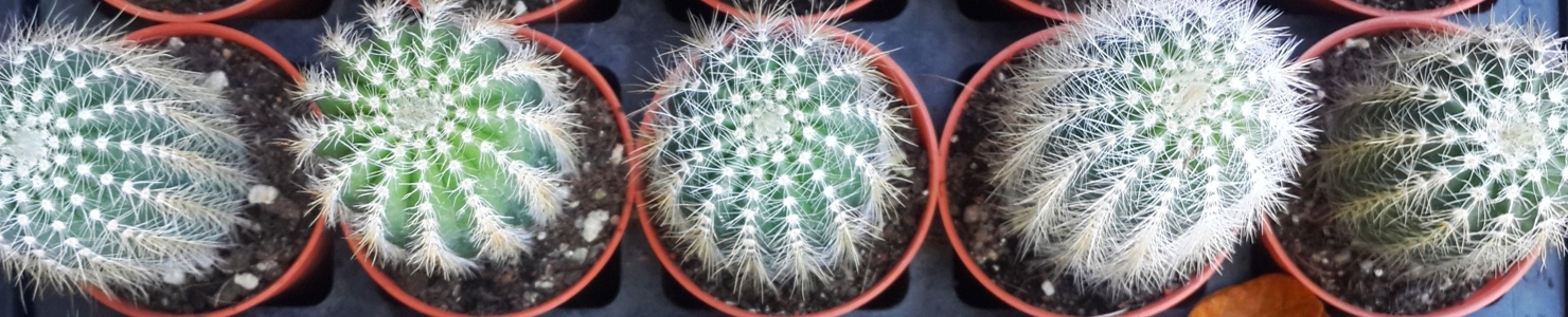Echinocactus zdjęcie