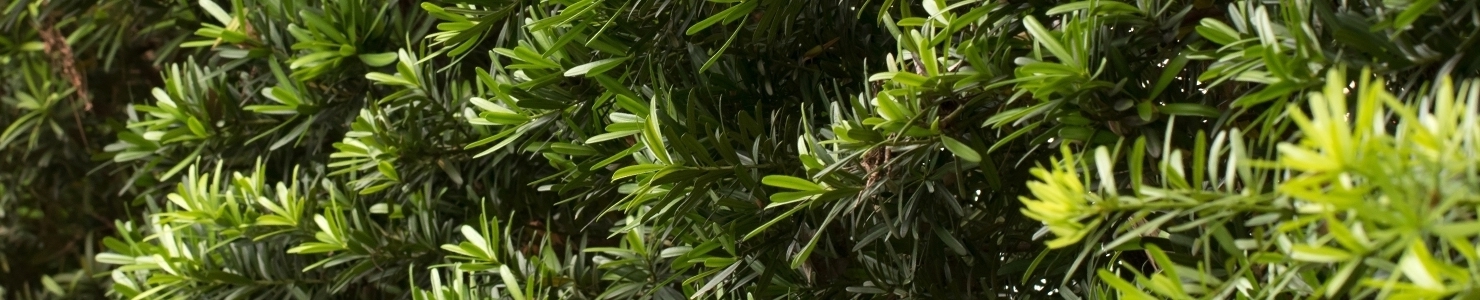Podocarpus zdjęcie