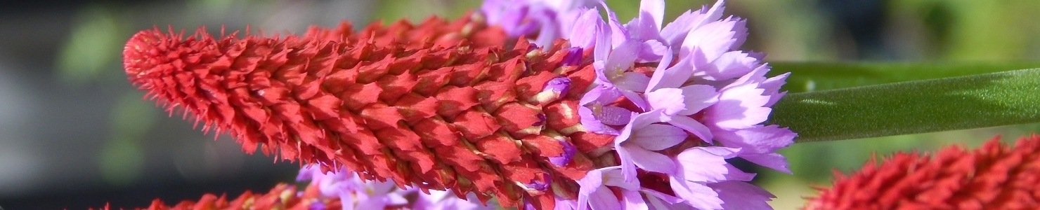Primula zdjęcie