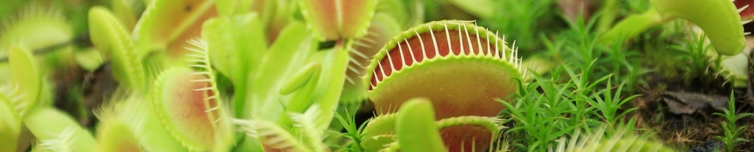 Dionaea muscipula фото