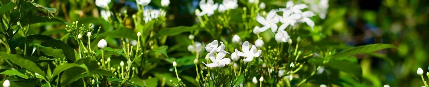 Gardenia jasminoides zdjęcie