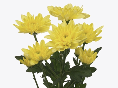 CHR T BALTICA YELLOW chrysanthemum