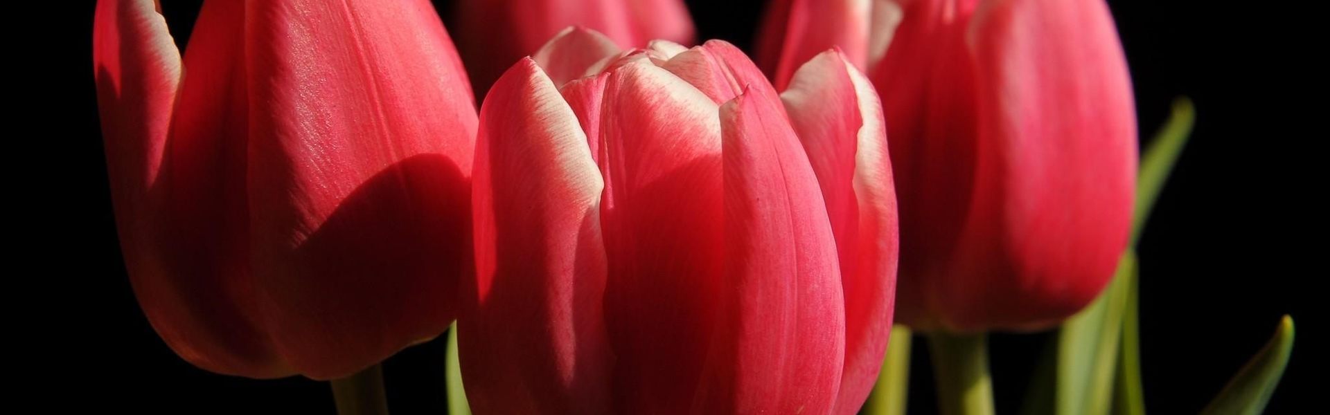 Tulpen aus dem Großhandel
