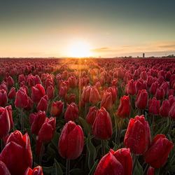 Tulipanowe pole w Holandii