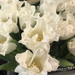 Tulip White Crown of Dynasty